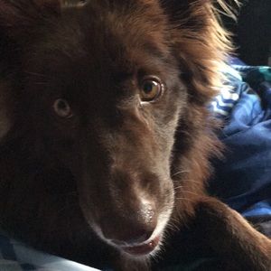 Meet your Posher, William